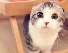 娱乐吃瓜君 折耳猫